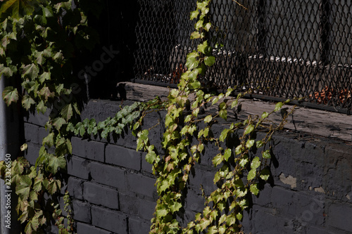 Ivy on a Wall