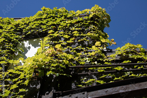 Plants on Building