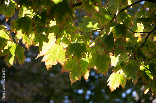 Yellow Maple Leaves