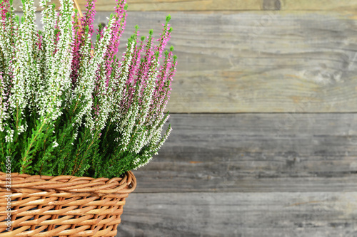 Heather flowers in basket on wooden background