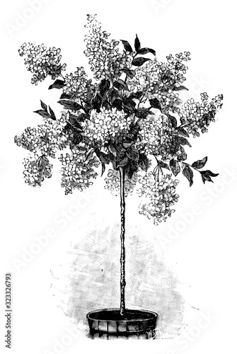 Antique vintage line art illustration, engraving or drawing of blooming or flowering of hydrangea or hortensia tree growing in plant or flower pot.Gardening concept.
