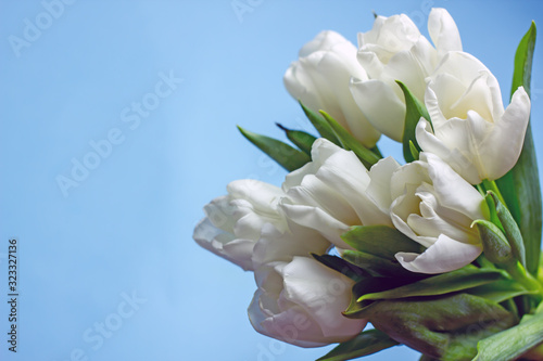 Bouquet of white tulips on a blue background. Beautiful bouquet of seven white tulips, copy space. The concept of women's day, mother's day, birthday, Valentine's Day. Spring background with tulips