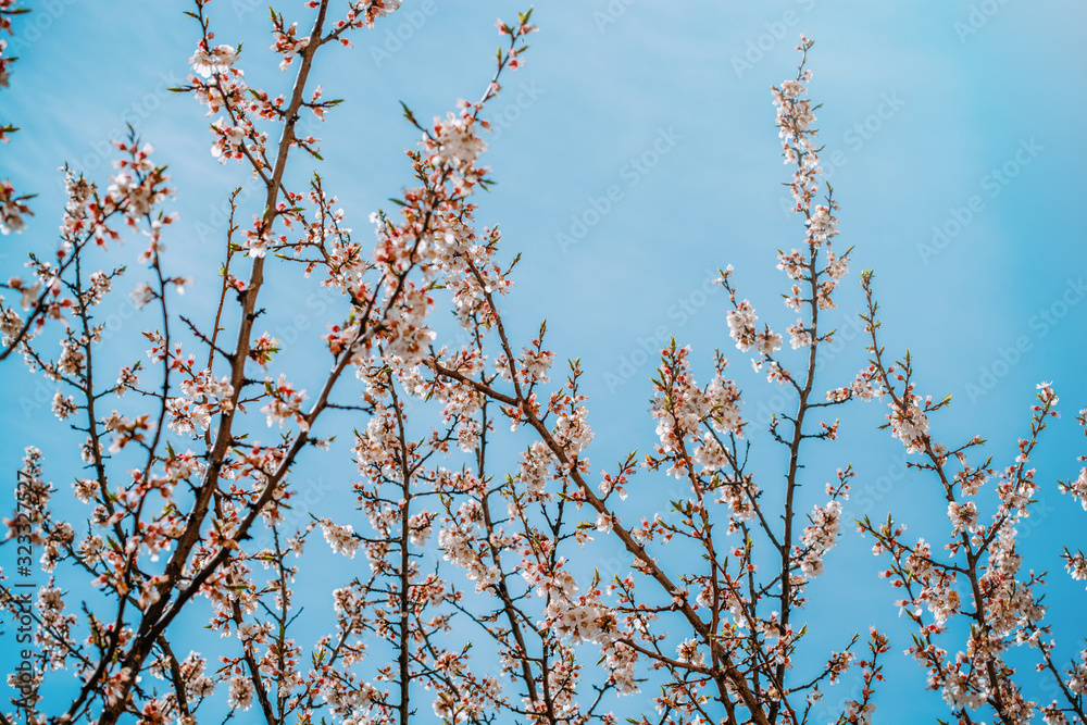 apricot branch blossoming in white flowers against the sky apricot branch blossoming in white flowers against the sky