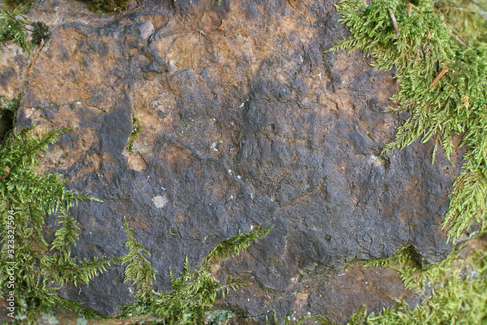 Green moss and stone in the forest background. Copy space Green moss and stone in the forest background. Copy space