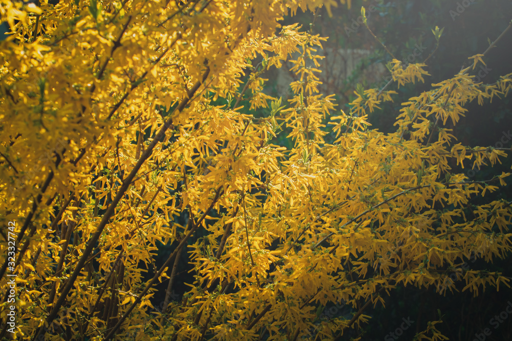 Golden Bell, Border Forsythia (Forsythia x intermedia, europaea) blooming in spring garden bush Golden Bell, Border Forsythia (Forsythia x intermedia, europaea) blooming in spring garden bush