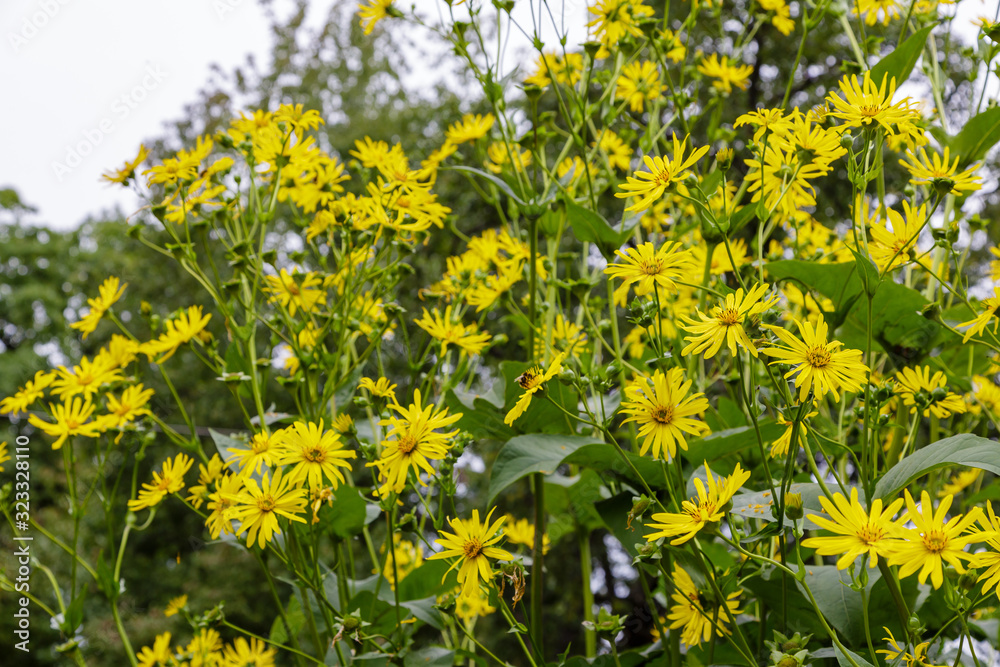 Obraz premium Yellow flowers of Jerusalem artichoke in the garden, Helianthus tuberosus. Helianthus tuberosus is medicinal plants in the garden.