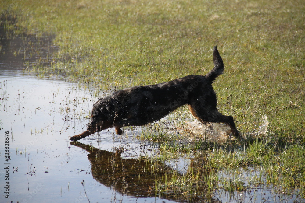Beauceron dog having fun in puddles in the meadow Beauceron dog having fun in puddles in the meadow