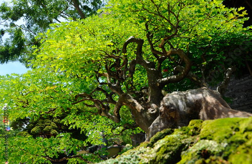 Bonsai tree display for public during Royal Floria Putrajaya 2016 in Putrajaya  Malaysia.