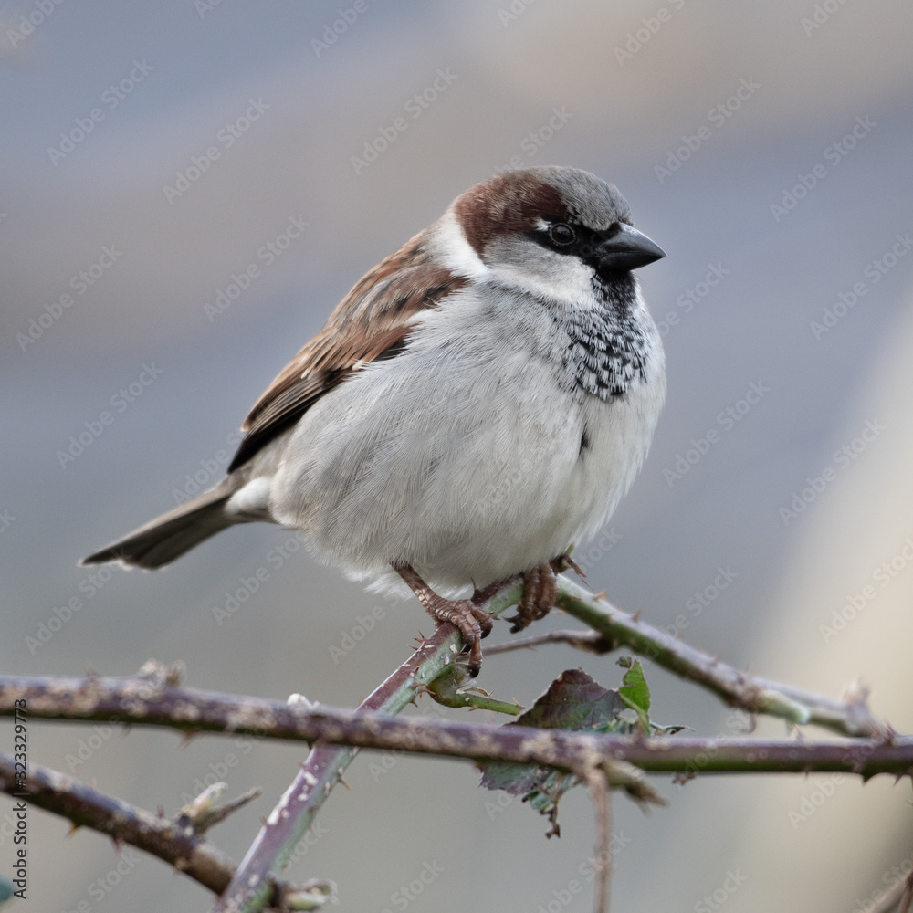 Male House Sparrow (Passer domesticus)