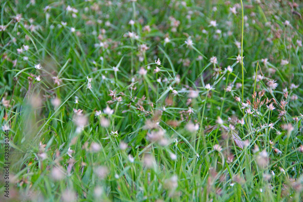 Plant Plant