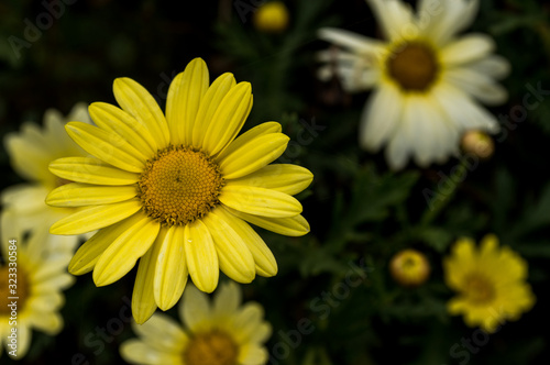 Yellow flower.