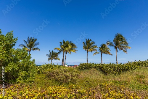 Gorgeous tropical landscape view. Green palm trees and plants on coast line on blue sky background Miami south beach. Gorgeous nature landscape background. © Alex