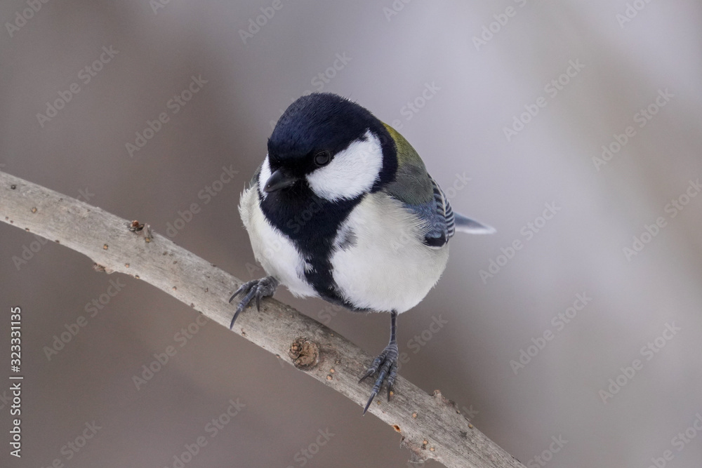 Fototapeta premium シジュウカラ