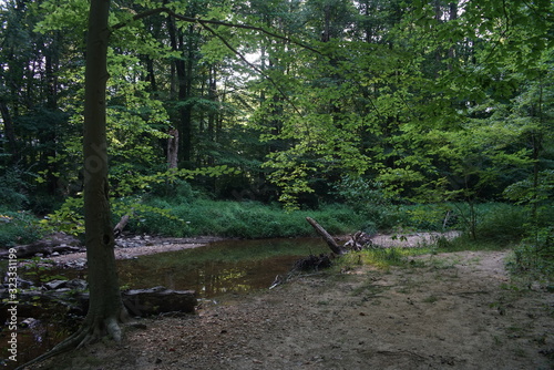 river in the forest