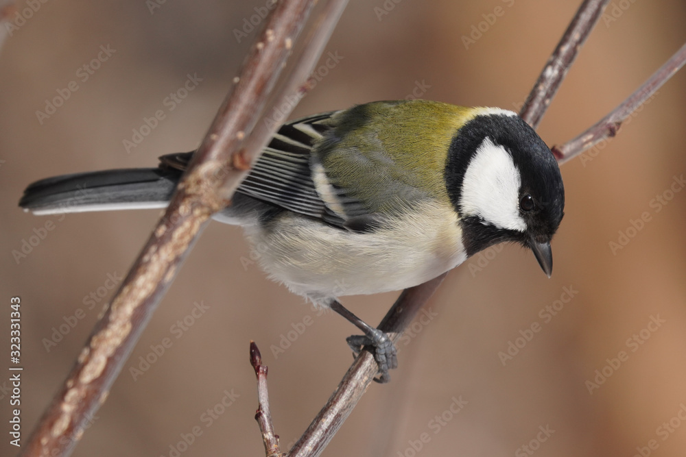 Fototapeta premium シジュウカラ
