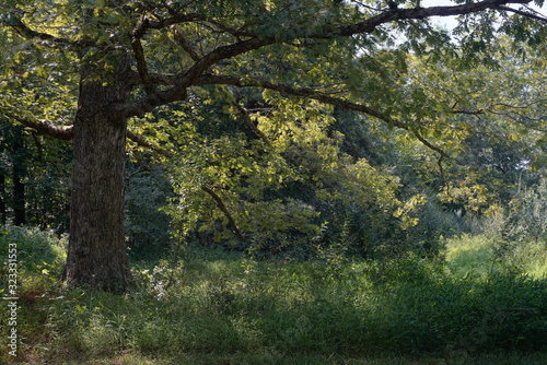 oak in the forest