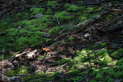 moss in the forest