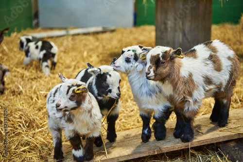 Four adorable pygmy goat kids standing together on a wooden plank. photo