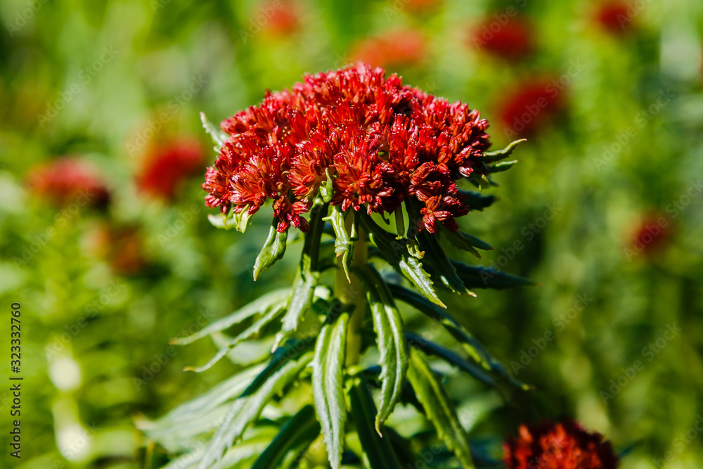 Rhodiola linearifolia in spring garden.Red flowers of Rhodiola in the garden. Medicinal plant in the garden. Rhodiola linearifolia in spring garden.Red flowers of Rhodiola in the garden. Medicinal plant in the garden.