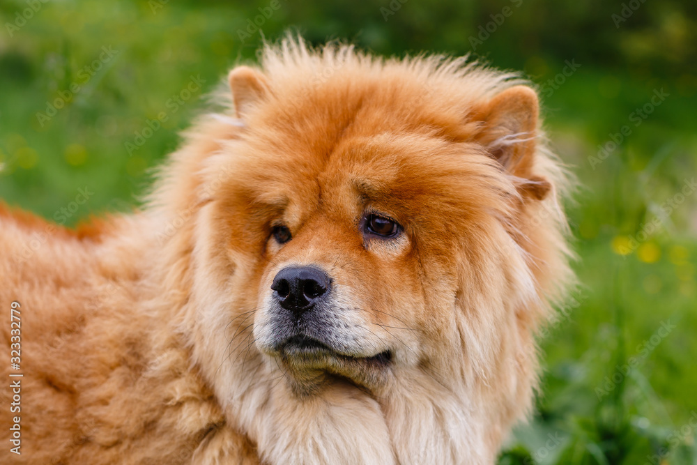 Portrait dog Chow-chow in nature background