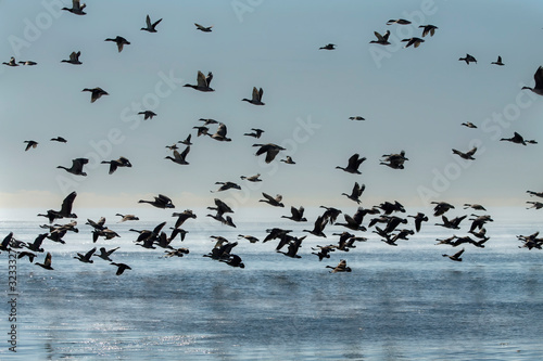Geese. Flock of Canadian geese and mallard ducks landing on lake Michigan when returning from the fields Dawn over the lake Michigan.