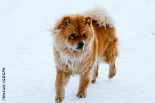 Beautiful dog Chow-chow in the winter in nature background