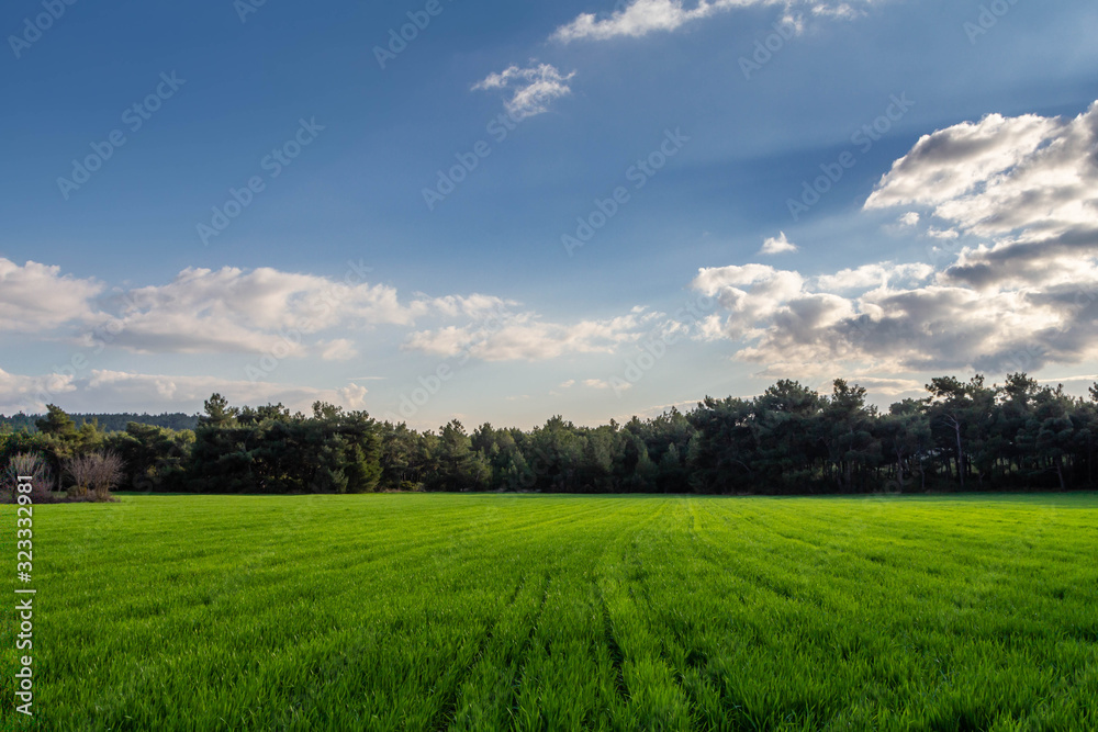 A corn field in spring with beatiful light HDR stock photo. Field crops with sunshine and warm tones. Grass field at morning. A corn field in spring with beatiful light HDR stock photo. Field crops with sunshine and warm tones. Grass field at morning.
