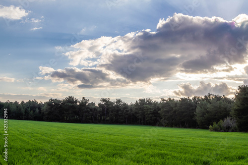 A corn field in spring with beatiful light HDR stock photo. Field crops with sunshine and warm tones. Grass field at morning.