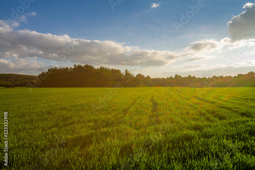 A corn field in spring with beatiful light HDR stock photo. Field crops with sunshine and warm tones. Grass field at morning. © ebnative