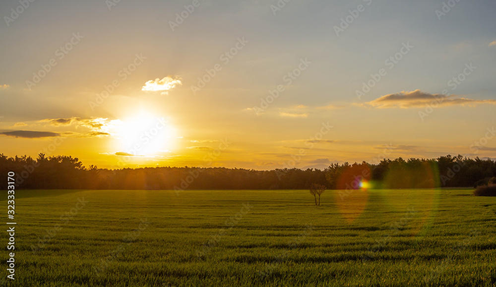 A corn field in spring at sunrise HDR stock photo. Field crops with sunshine and warm tones. Grass field at morning.