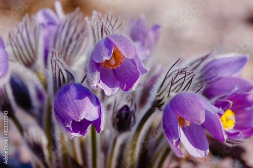 Canvastavla Pulsatilla patens common names include Eastern pasqueflower, prairie crocus, and cutleaf anemone in spring garden