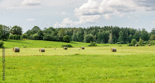 Forest and field with hay rolls with walking cranes.