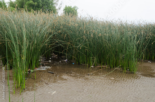 Polluted river bank  plastic waste between reeds  Schoenoplectus californicus