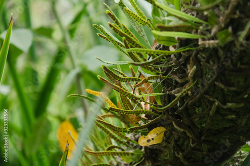 Non-vascular plant with soros on the underside of its small green leaves photo