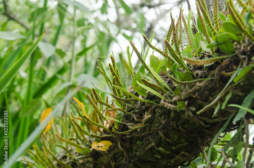 Non-vascular plant with soros on the underside of its small green leaves photo