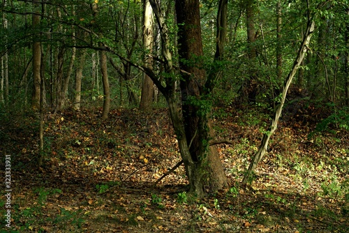 tree in forest