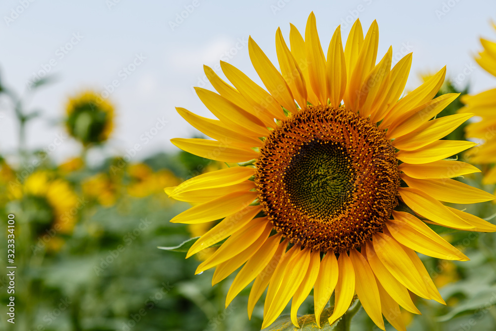 Sunflower natural background. Sunflower blooming. F Sunflower natural background. Sunflower blooming. F