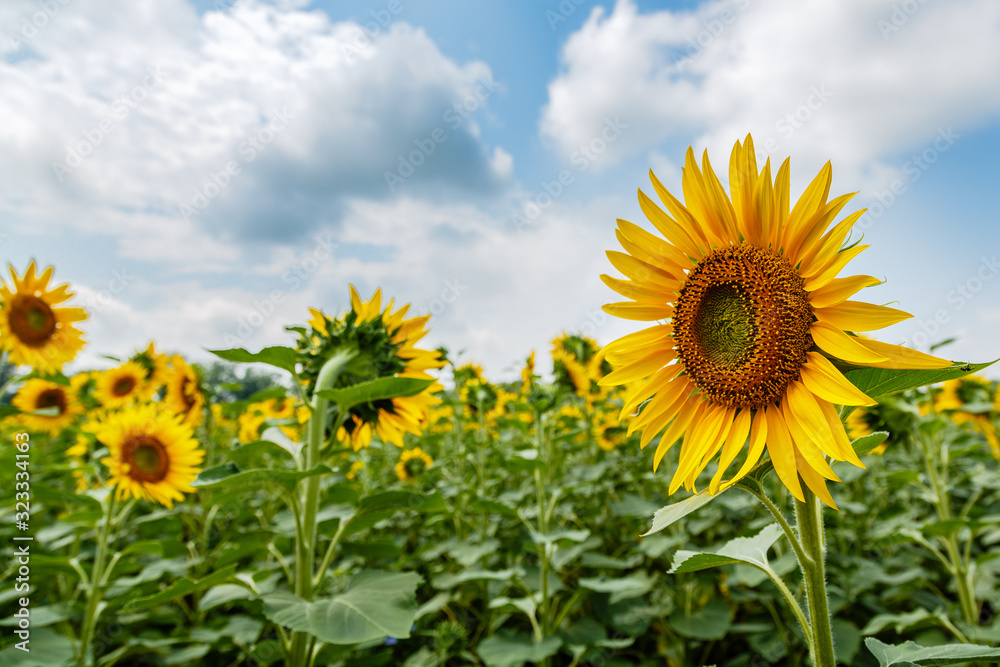 Sunflower natural background. Sunflower blooming.  F