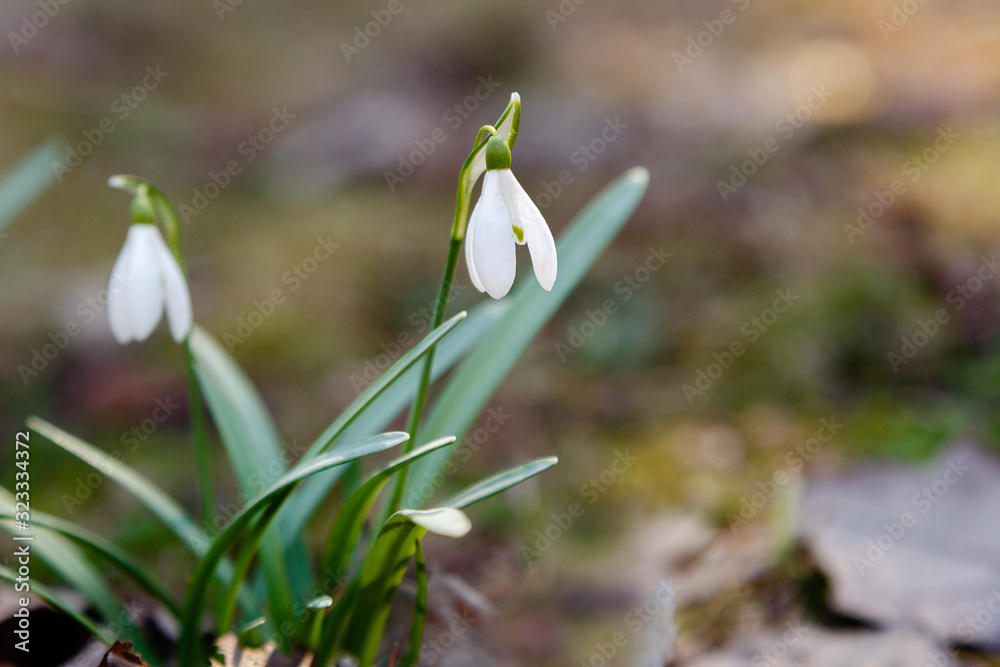Obraz premium Snowdrop or common snowdrop (Galanthus nivalis) flowers in garden