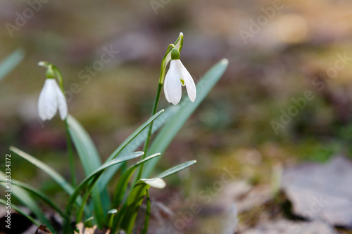 Snowdrop or common snowdrop (Galanthus nivalis) flowers in garden