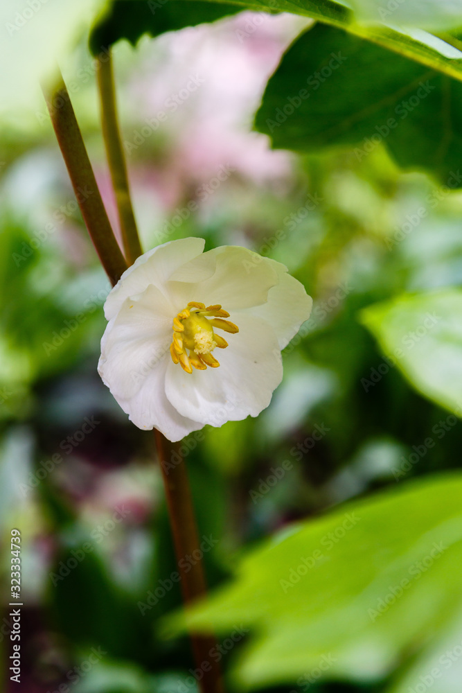 Obraz premium Mayapple flowers or Podophyllum peltatum in garden. Medicinal herbaceous perennial plant, a species of the Podophyllum (Podophyllum) of the Barberry family (Berberidaceae)