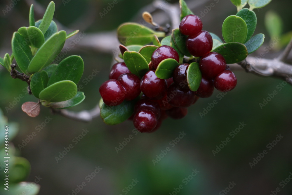 ripe red wild berry on the tree