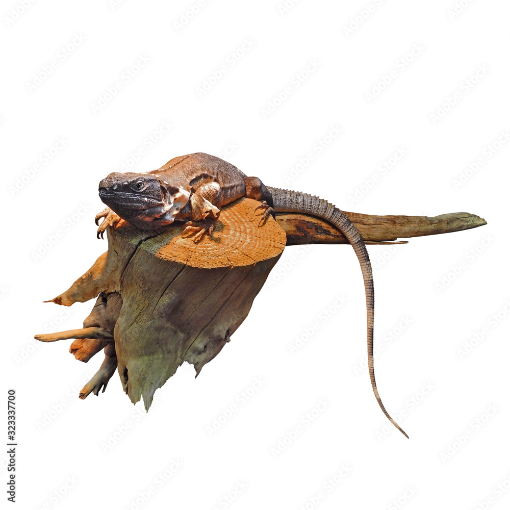 Gray lizard on snag isolated on white background Gray lizard on snag isolated on white background