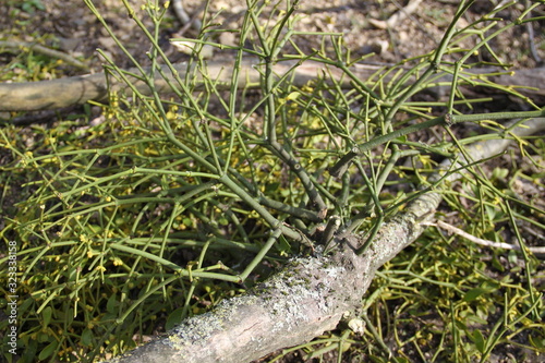 Decorative poisonously tree parasite mistletoe