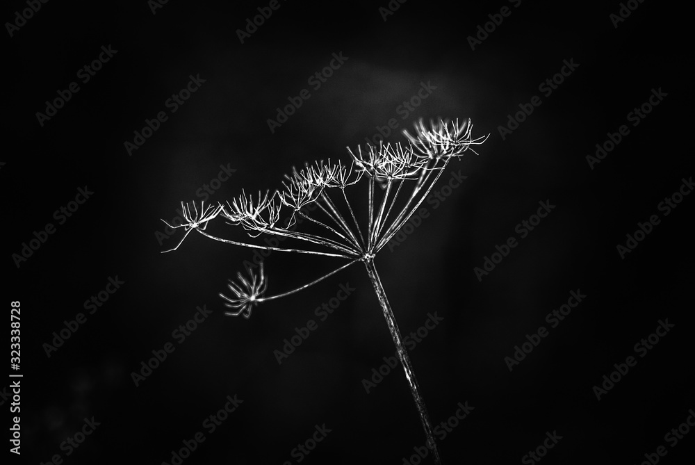 Obraz premium dandelion on black background