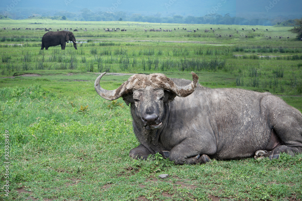 African water buffalo or cape buffalo laying in grasslands Ngorongoro Crater in Tanzania, Africa African water buffalo or cape buffalo laying in grasslands Ngorongoro Crater in Tanzania, Africa
