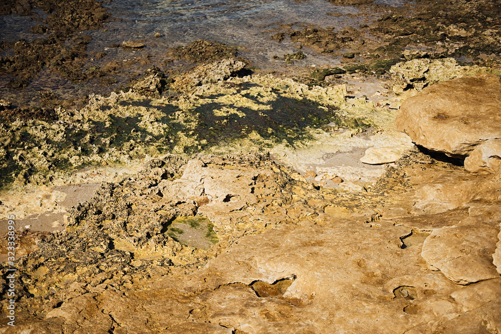 Algae on the rocks. Abstract background with seaweed on the sea coast.
