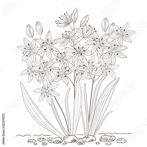 Vector illustration with spring scilla flowers. All details are drawn separately. It s comfortably for your design