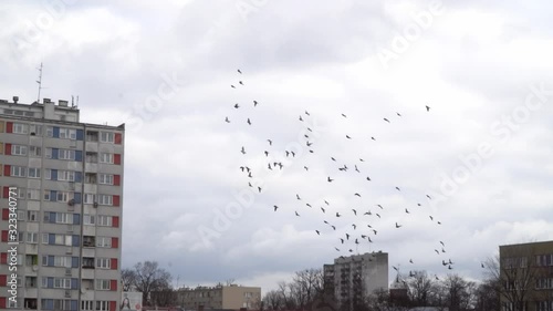 Flock of pigeons flying through small square in Poland. Birds in cold winter during day.
