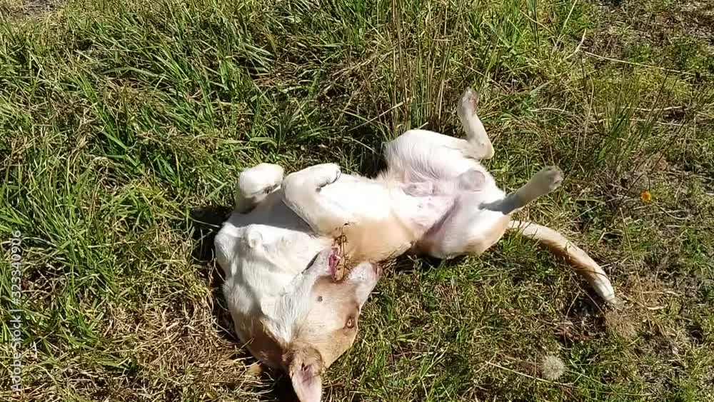 A dog rolling on the ground A dog rolling on the ground